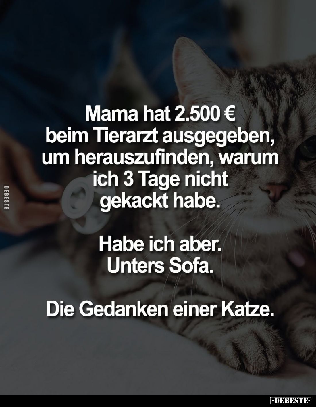 Mama hat 2.500 € beim Tierarzt ausgegeben, um herauszufinden, warum ich 3 Tage nicht gekackt habe.
Habe ich aber.
Unters So...