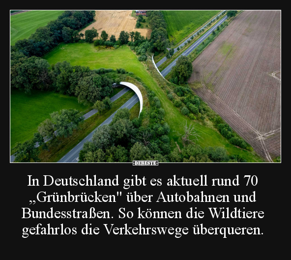 In Deutschland gibt es aktuell rund 70 „Grünbrücken"... - Lustige Bilder | DEBESTE.de