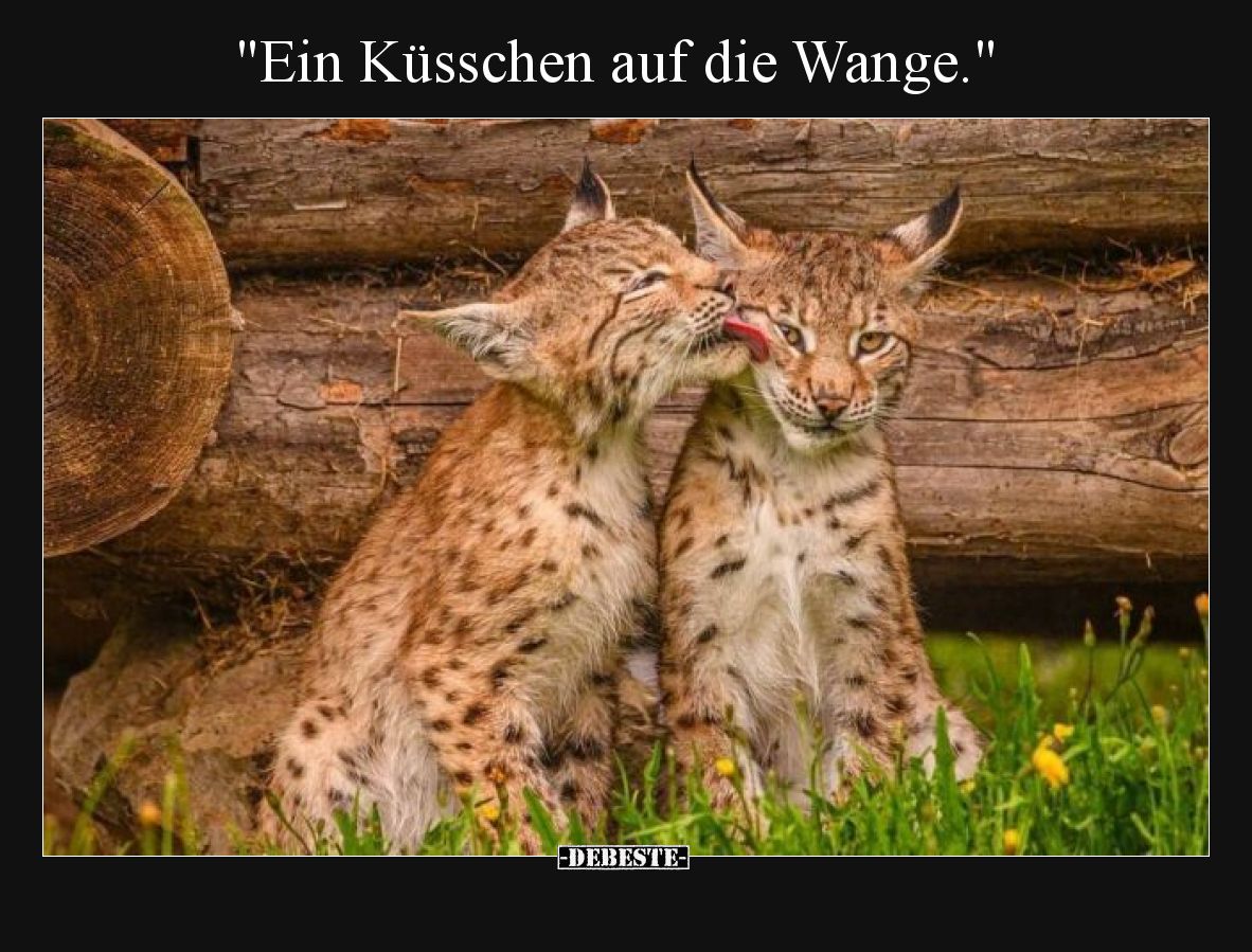 "Ein Küsschen auf die Wange.".. - Lustige Bilder | DEBESTE.de