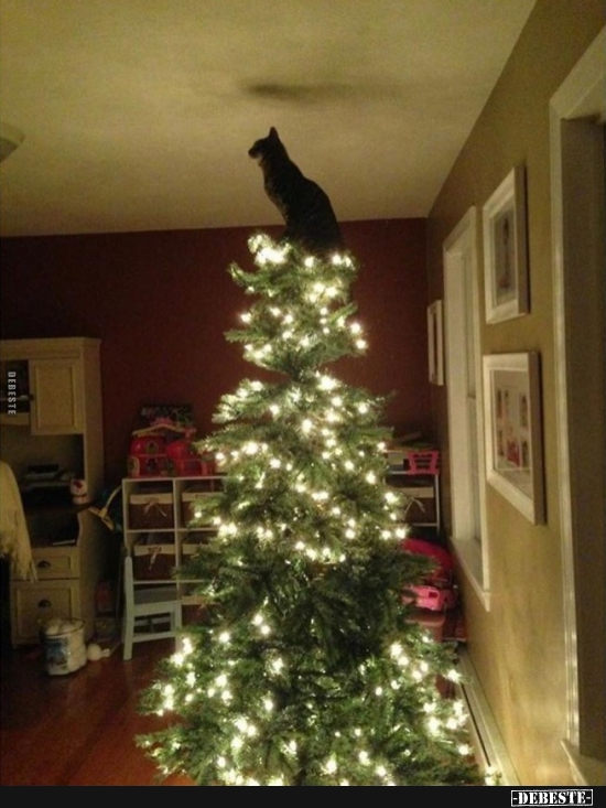 Der König der Welt!