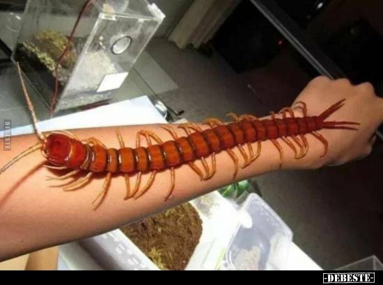  - Lustige Bilder | DEBESTE.de