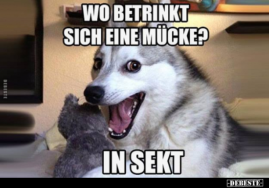 Wo betrinkt sich eine Mücke?..