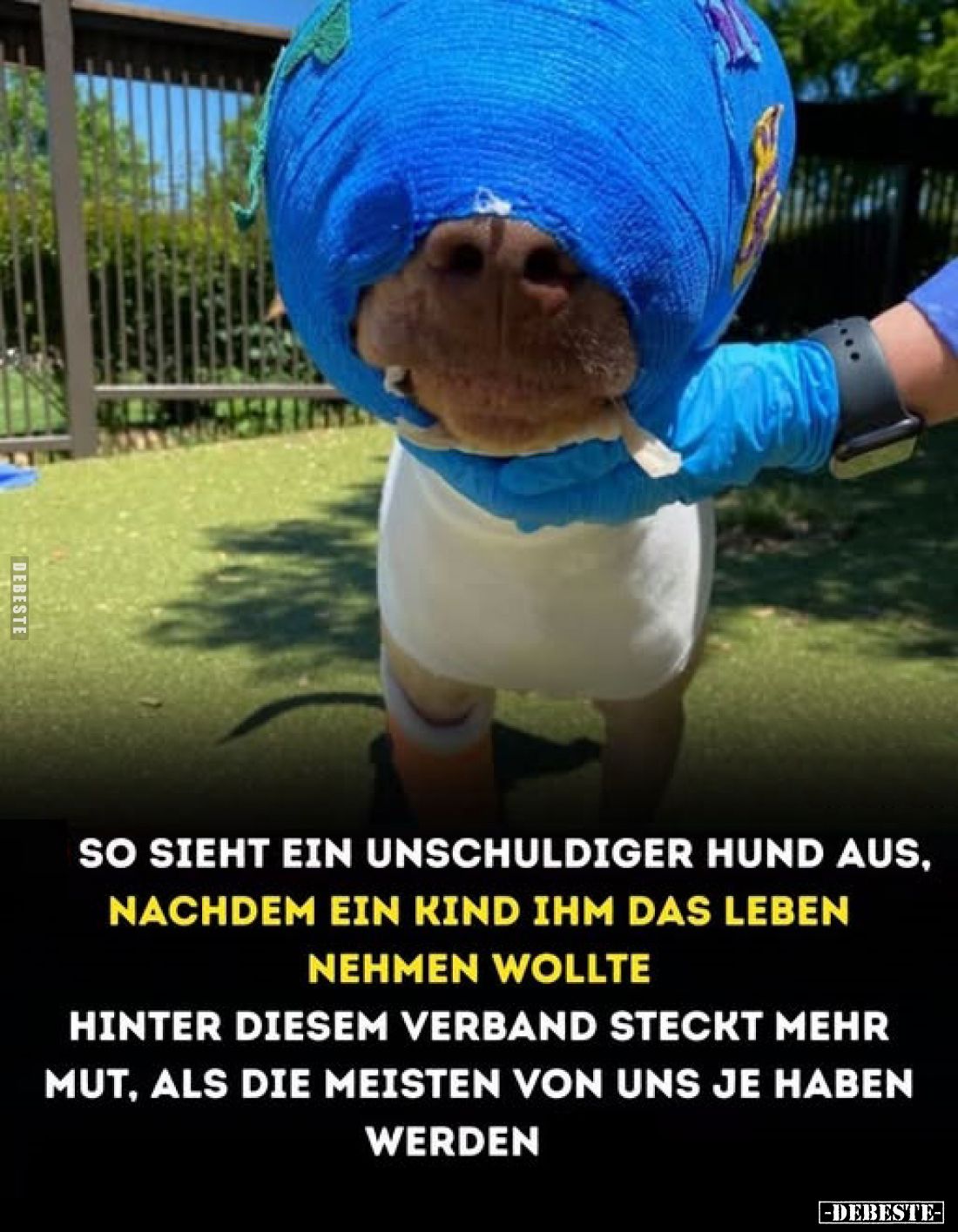 So sieht ein unschuldiger Hund aus,
nachdem ein Kind ihm das Leben nehmen wollte
hinter diesem verband steckt mehr Mut, als...