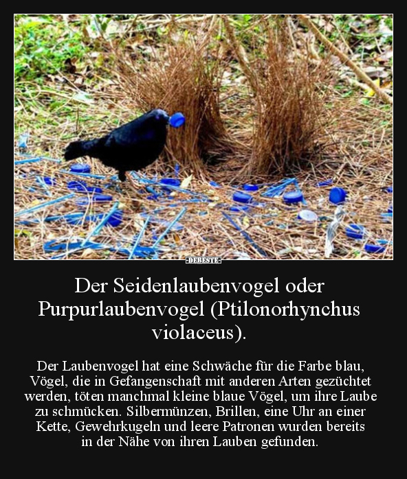Der Seidenlaubenvogel oder Purpurlaubenvogel.. - Lustige Bilder | DEBESTE.de