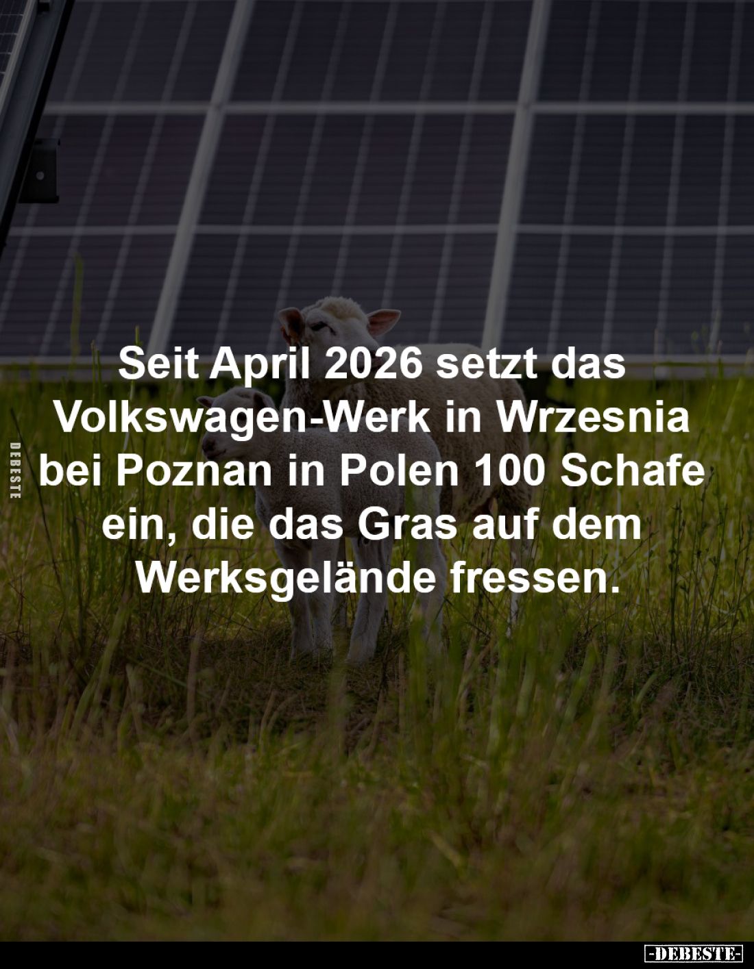 Seit April 2026 setzt das 
Volkswagen-Werk in Wrzesnia bei 
Poznan in Polen 100 Schafe ein, 
die das Gras auf dem Werksgel...