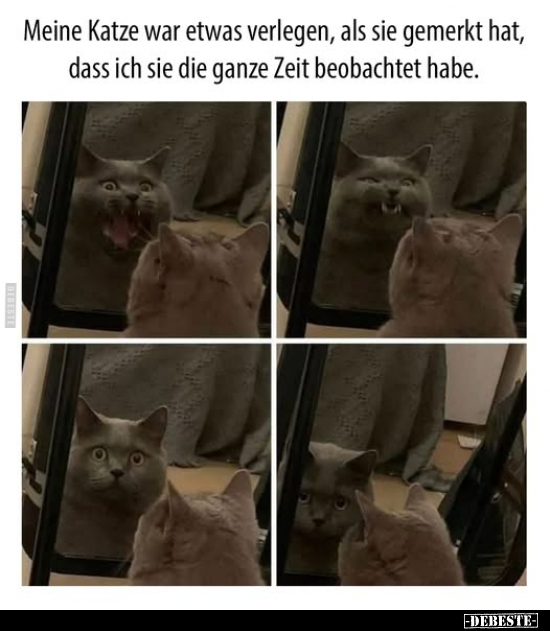 Meine Katze war etwas verlegen, als sie gemerkt hat.. - Lustige Bilder | DEBESTE.de