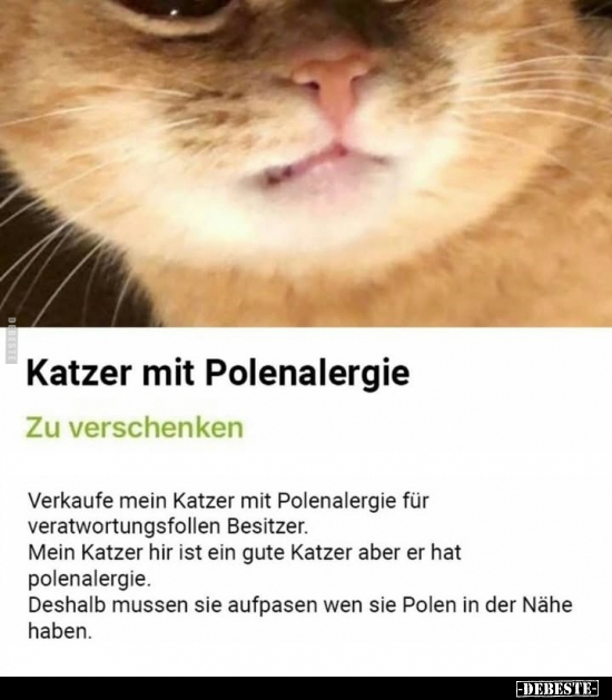 Katzer mit Polenalergie... - Lustige Bilder | DEBESTE.de