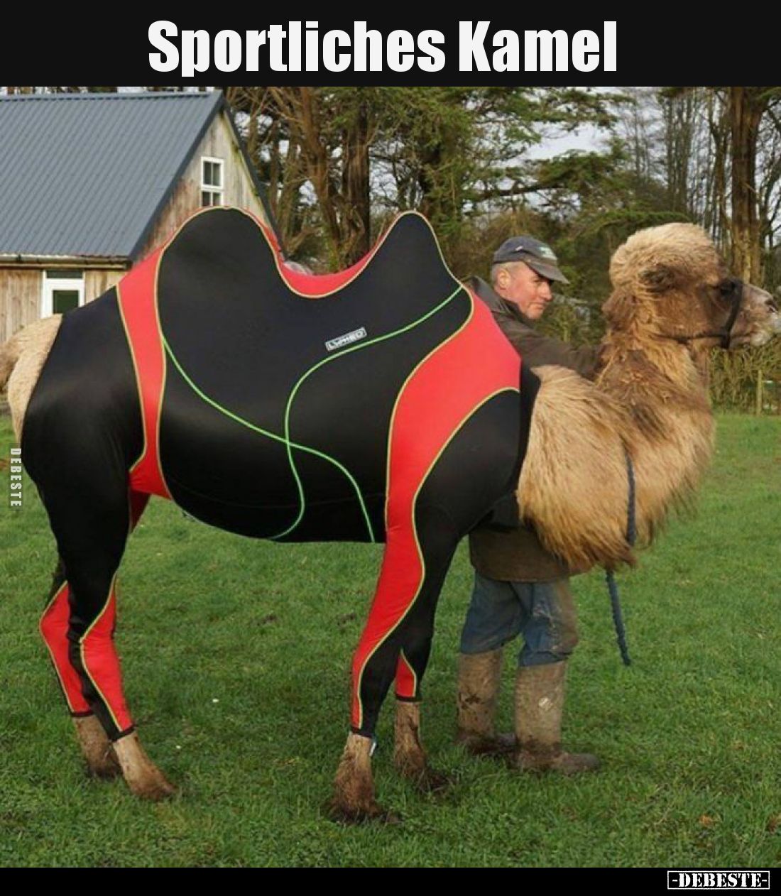 Sportliches Kamel