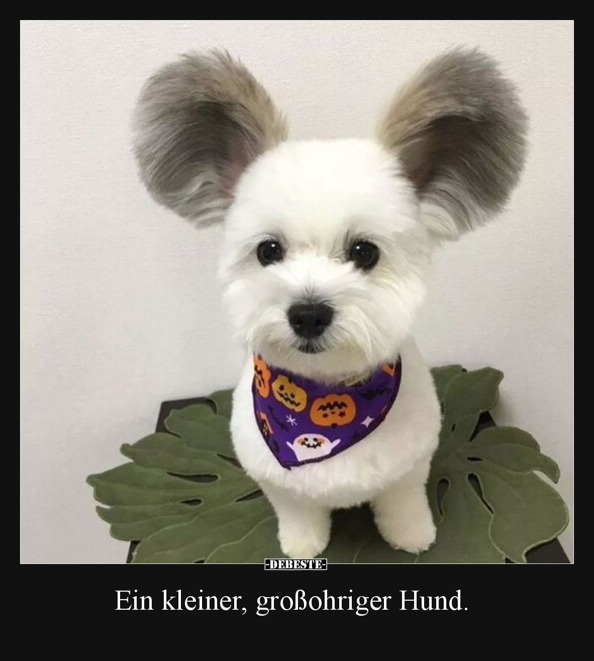Ein kleiner, großohriger Hund... - Lustige Bilder | DEBESTE.de