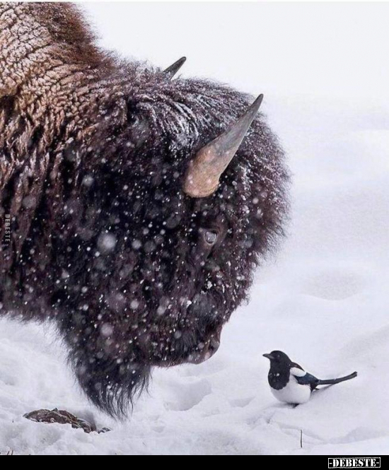  - Lustige Bilder | DEBESTE.de