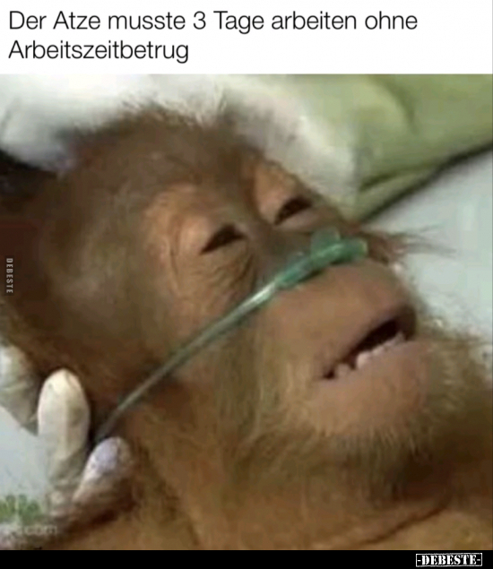 Der Atze musste 3 Tage arbeiten.. - Lustige Bilder | DEBESTE.de