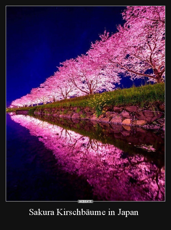Sakura Kirschbäume in Japan.. - Lustige Bilder | DEBESTE.de