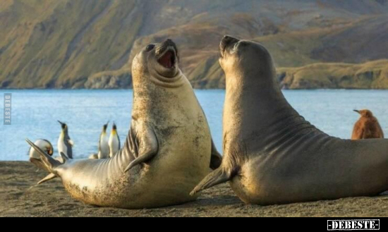  - Lustige Bilder | DEBESTE.de