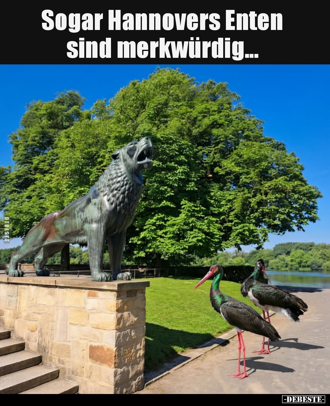 Sogar Hannovers Enten
sind merkwürdig...