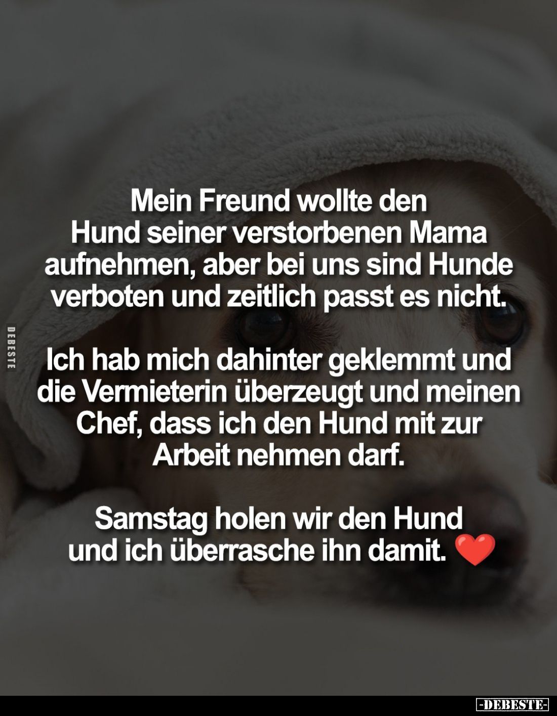 Mein Freund wollte den Hund seiner verstorbenen Mama aufnehmen, aber bei uns sind Hunde verboten und zeitlich passt es nicht....