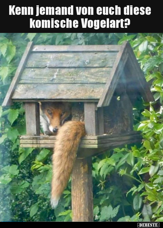 Kenn jemand von euch diese komische Vogelart?.. - Lustige Bilder | DEBESTE.de