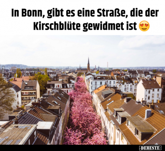 In Bonn, gibt es eine Straße, die der Kirschblüte gewidmet ist♥