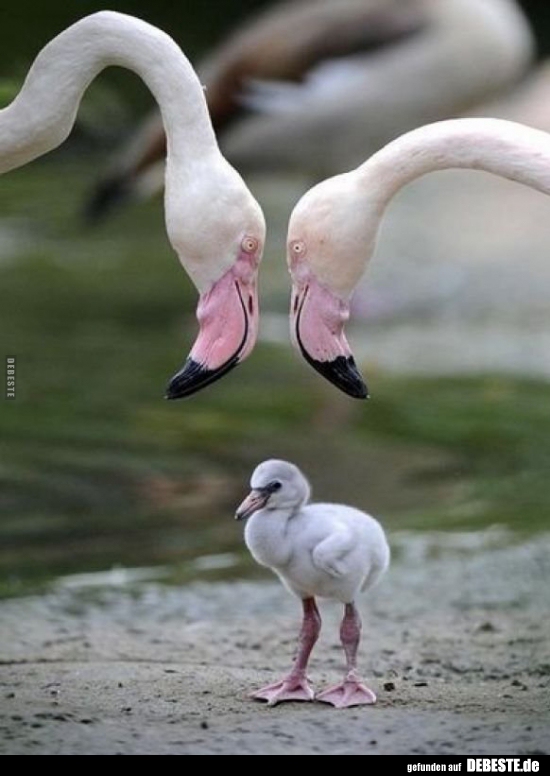 Ein kleiner Flamingo.. - Lustige Bilder | DEBESTE.de