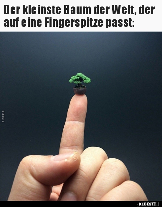 Der kleinste Baum der Welt, der auf eine Fingerspitze.. - Lustige Bilder | DEBESTE.de