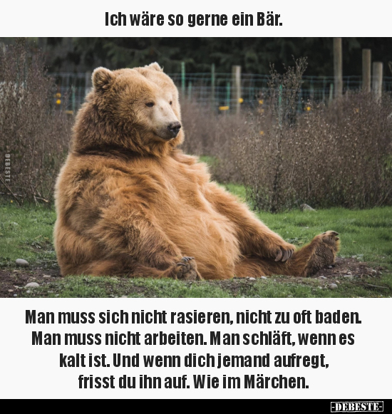Ich wäre so gerne ein Bär. Man muss sich nicht rasieren.. - Lustige Bilder | DEBESTE.de