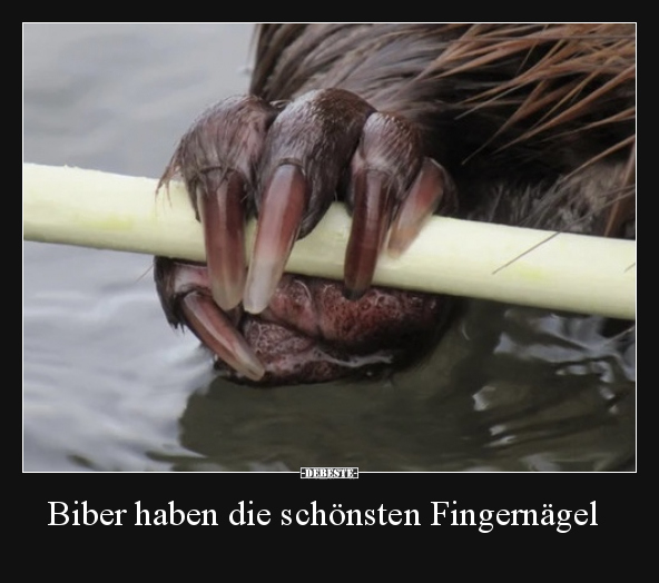 Biber haben die schönsten Fingernägel.. - Lustige Bilder | DEBESTE.de