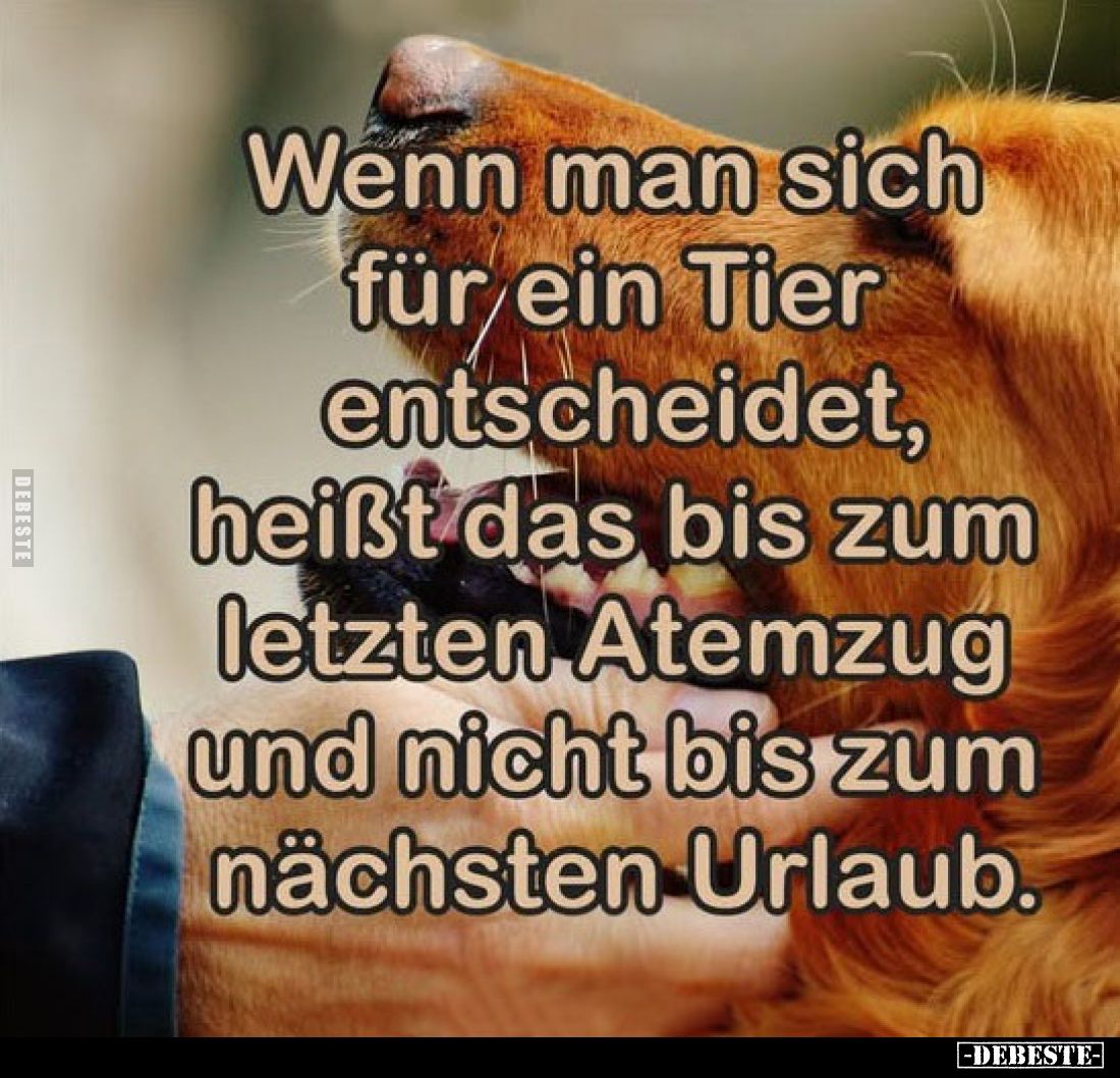 Wenn man sich für ein Tier entscheidet, heißt das bis zum letzten Atemzug und nicht bis zum nächsten