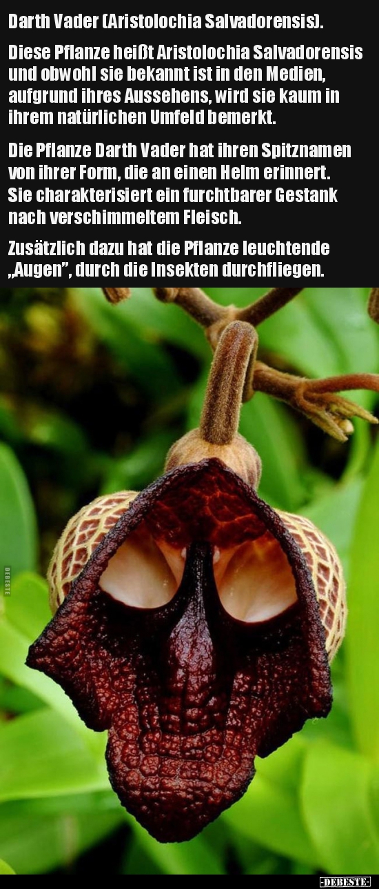 Darth Vader (Aristolochia Salvadorensis)... - Lustige Bilder | DEBESTE.de