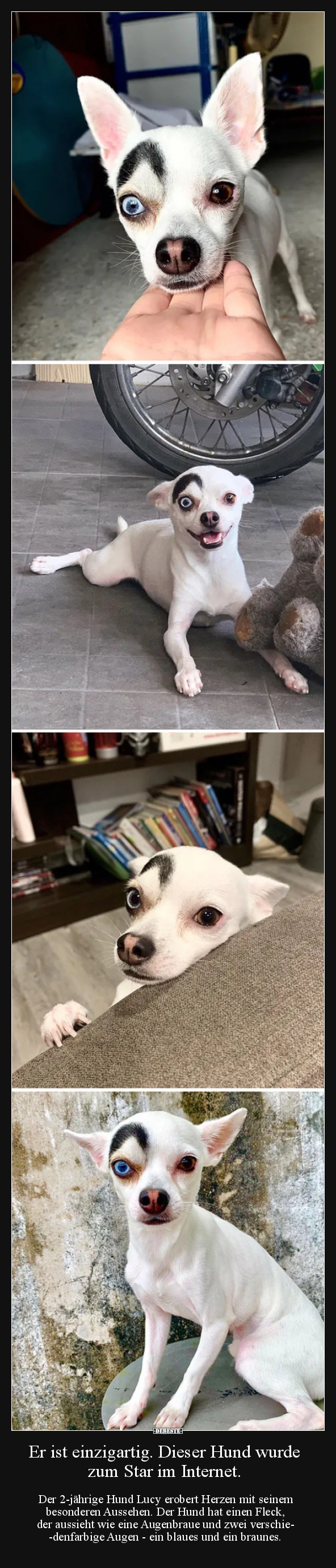 Er ist einzigartig. Dieser Hund wurde zum Star im..