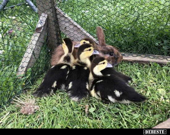  - Lustige Bilder | DEBESTE.de