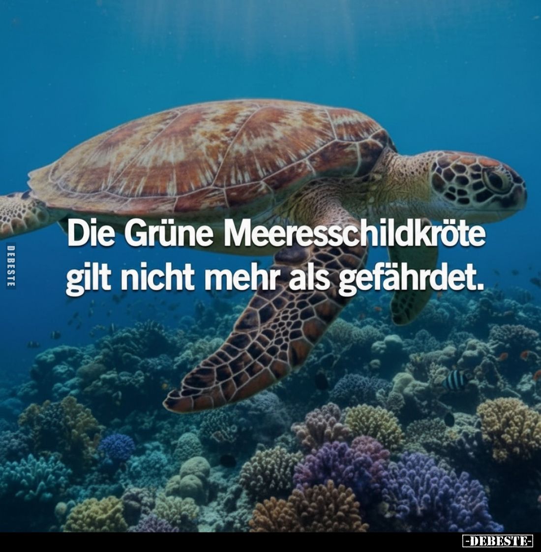 Die Grüne Meeresschildkröte gilt nicht mehr als.. - Lustige Bilder | DEBESTE.de