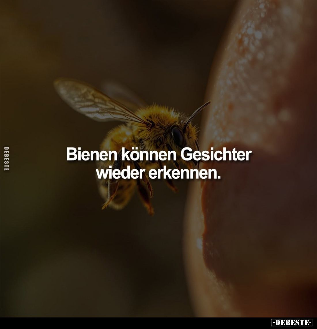 Bienen können Gesichter wieder erkennen.