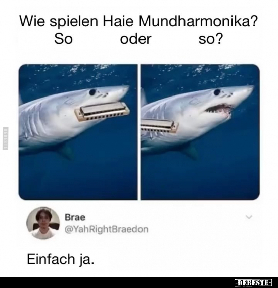 Wie spielen Haie Mundharmonika?.. - Lustige Bilder | DEBESTE.de