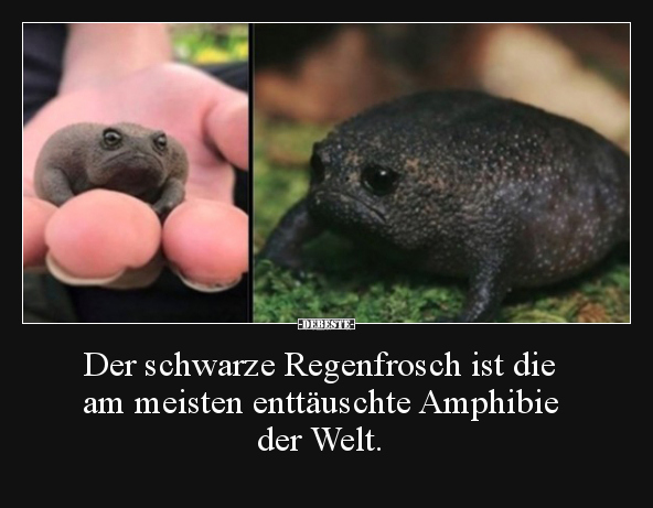 Der schwarze Regenfrosch ist die am meisten enttäuschte.. - Lustige Bilder | DEBESTE.de