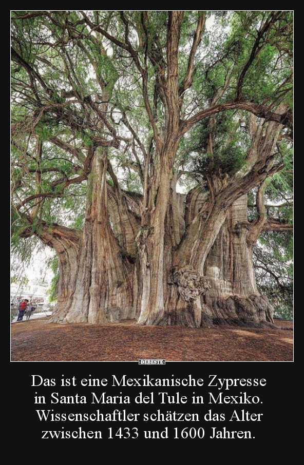 Das ist eine Mexikanische Zypresse in Santa Maria del.. - Lustige Bilder | DEBESTE.de