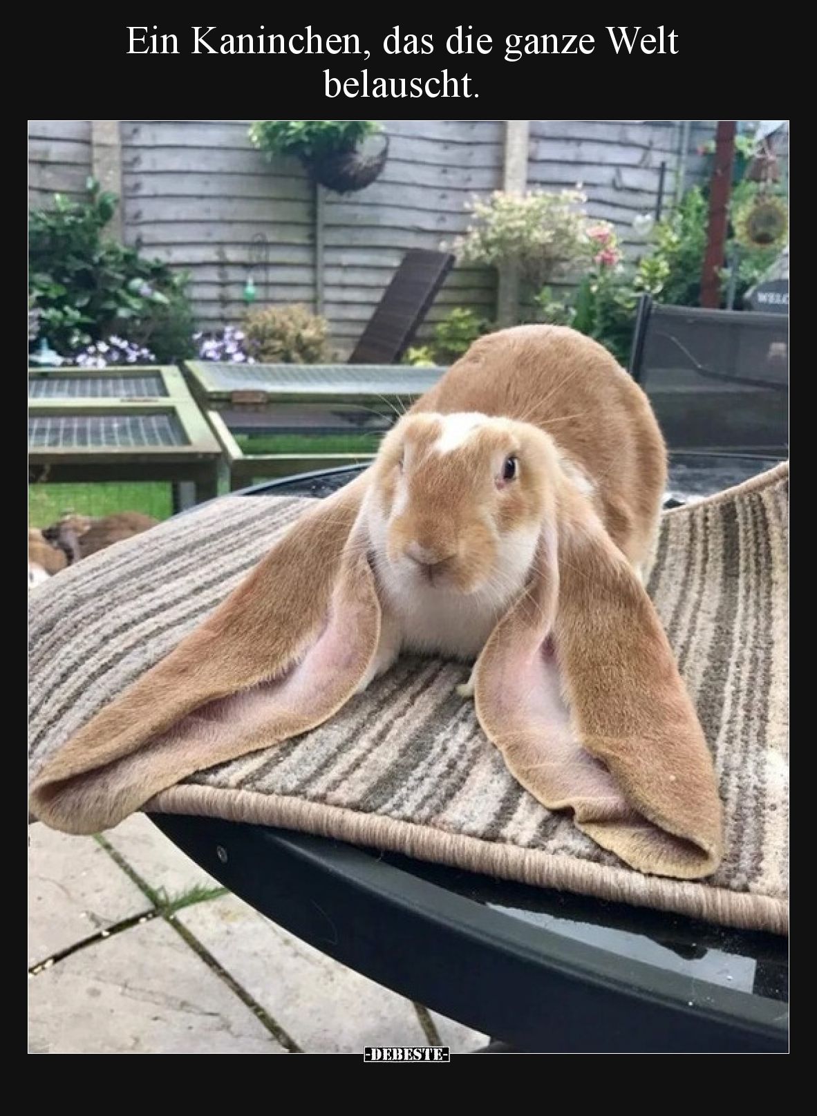 Ein Kaninchen, das die ganze Welt belauscht.