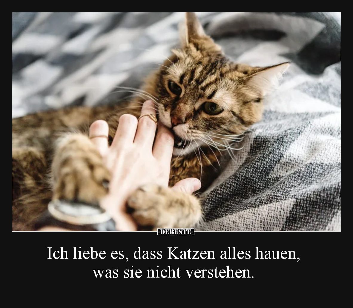 Ich liebe es, dass Katzen alles hauen, was sie nicht verstehen.