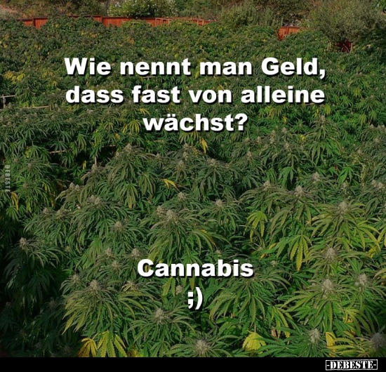 Wie nennt man Geld, dass fast von alleine wächst?