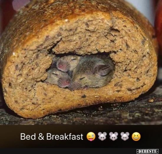 Bed & Breakfast. - Lustige Bilder | DEBESTE.de