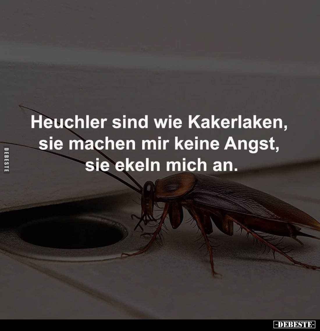 Heuchler sind wie Kakerlaken, 
sie machen mir keine Angst, 
sie ekeln mich an.