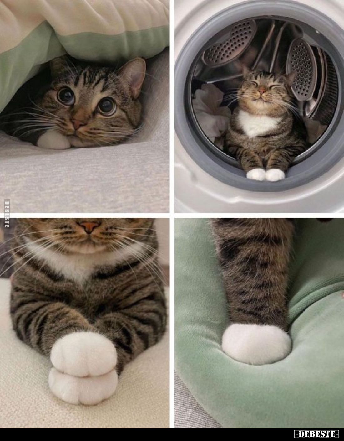 Katze mit süßen Pfoten