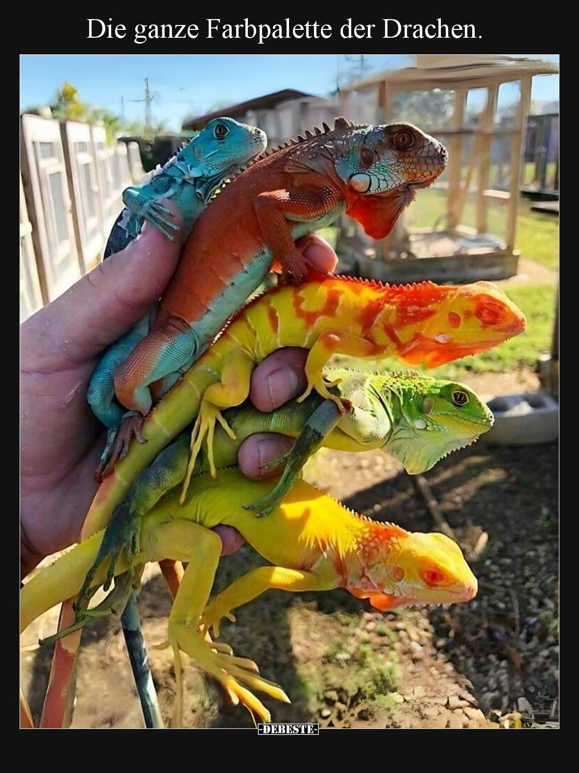 Die ganze Farbpalette der Drachen