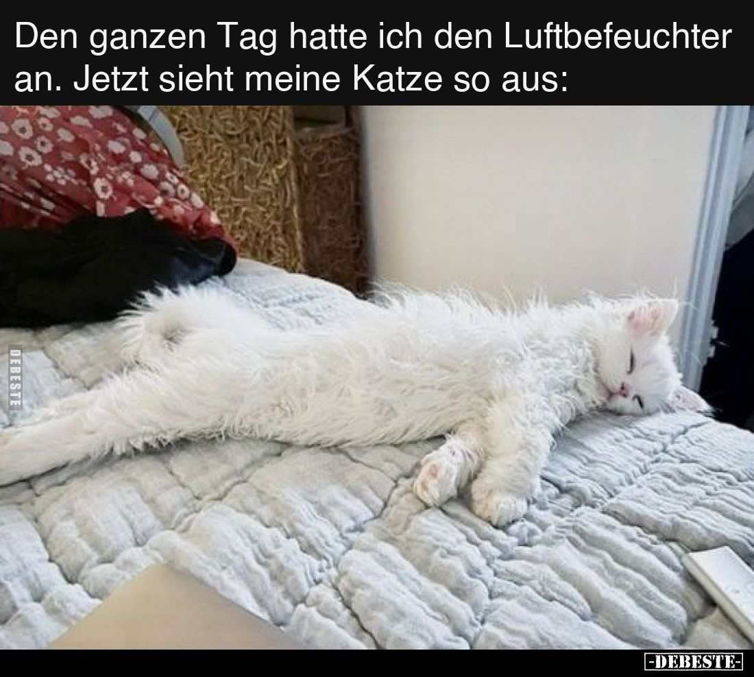 Den ganzen Tag hatte ich den Luftbefeuchter an. Jetzt sieht meine Katze so aus: