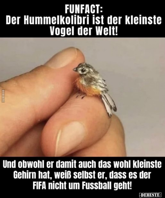 FUNFACT: Der Hummelkolibri ist der kleinste Vogel der.. - Lustige Bilder | DEBESTE.de