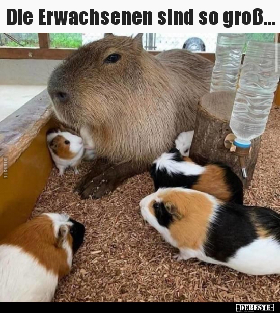 Die Erwachsenen sind so groß...