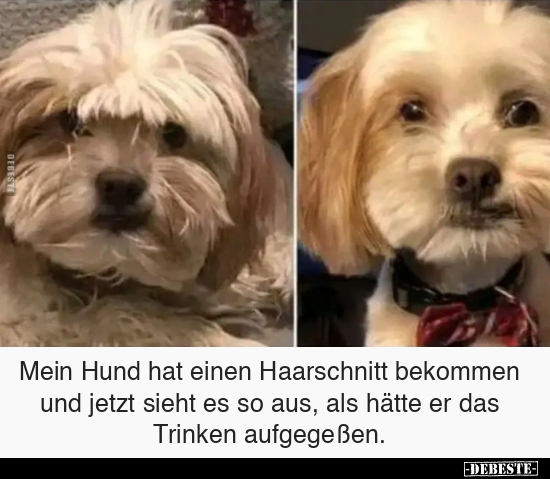 Mein Hund hat einen Haarschnitt bekommen.. - Lustige Bilder | DEBESTE.de