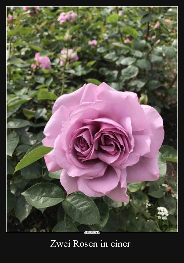 Zwei Rosen in einer..