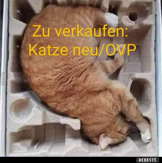 Zu verkaufen: Katze neu/OVP.. - Lustige Bilder | DEBESTE.de