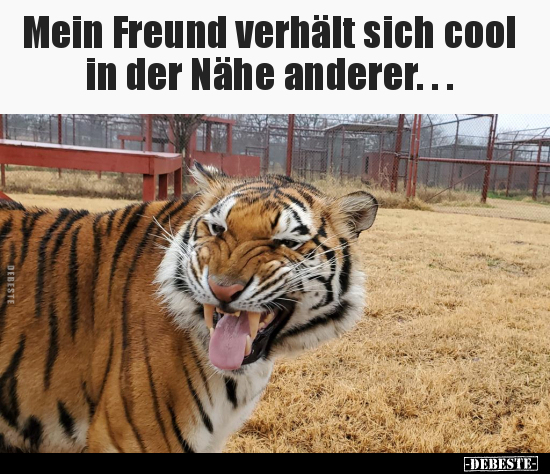 Mein Freund verhält sich cool in der Nähe anderer.... - Lustige Bilder | DEBESTE.de