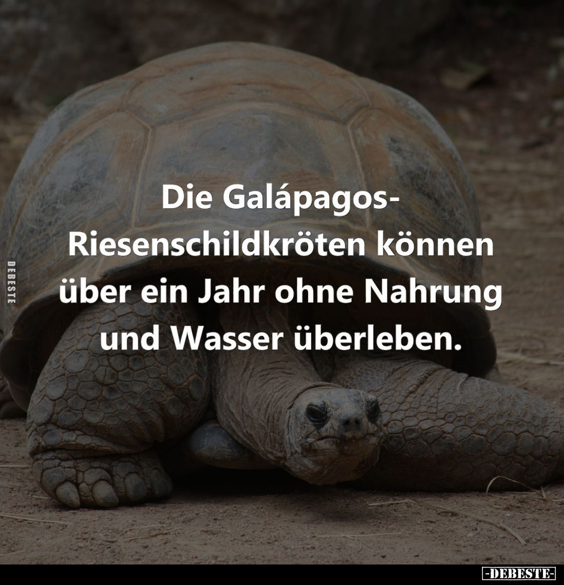 Die Galápagos-Riesenschildkröten können über ein Jahr ohne Nahrung und Wasser überleben.