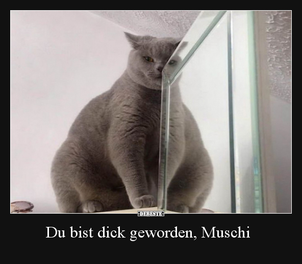 Du bist dick geworden, Muschi.. - Lustige Bilder | DEBESTE.de